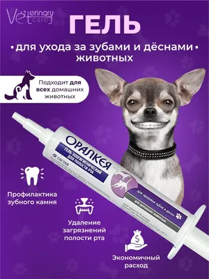 Online школа Антуана Наджаряна on Instagram: \"Как ухаживать за зубами собаки  Друзья, уход за зубами собаки не менее важен, чем уход за другими аспектами  её здоровья. Здоровые зубы и десна важны для