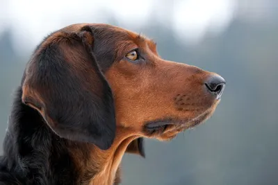 Здоровье собаки: как проверить пульс, дыхание и температуруЦентр  реабилитации временно бездомных животных «Юна»