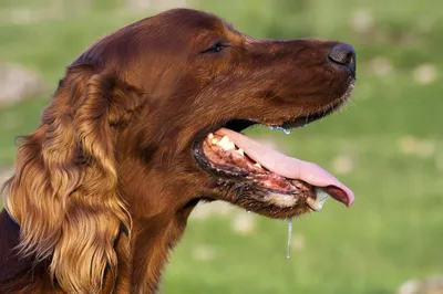 Veterinary Сare Гель для зубов животных, десен и полости рта собак и кошек  от зубного камня, зубная паста для собак.