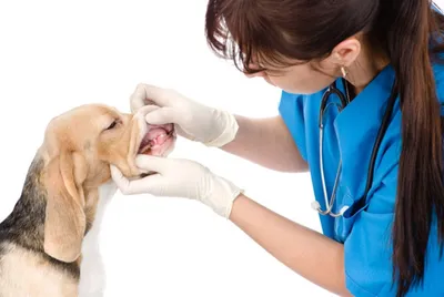 Здоровые десны собаки стоковое изображение. изображение насчитывающей  ангстрома - 195852457