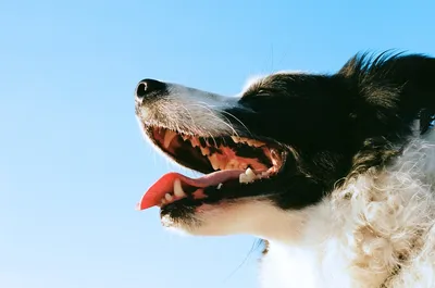 Гингивит у собак: причины, симптомы, лечение гингивита у собак | Royal Canin
