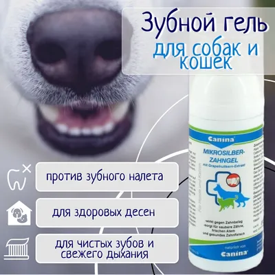 Неприятный запах изо рта у собаки: причины и профилактика - BarberPet