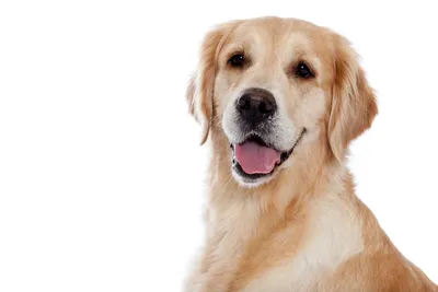 Чистка зубов собаке ультразвуком без наркоза - Зоомедик