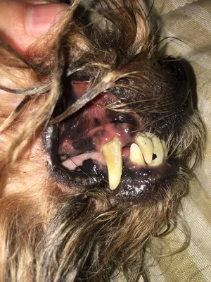 Зубной камень у собак: причины развития, лечение и профилактика - LAIKY