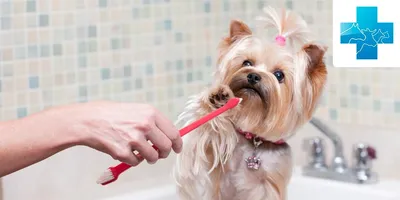 Гингивит у собак: почему кровоточат десны, лечение воспаления