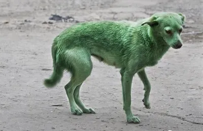 зеленая собака haigen - Zhou Chunya | WikiOO.org - Энциклопедия  изобразительного искусства