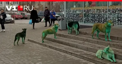 В Дзержинске объяснили, откуда взялись голубые собаки - РИА Новости,  11.02.2021
