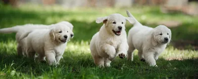 Собака родила редчайшего зеленого щенка: Звери: Из жизни: Lenta.ru