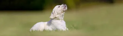 Белый сибирский хаски щенок на поле зеленой травы · Бесплатные стоковые фото