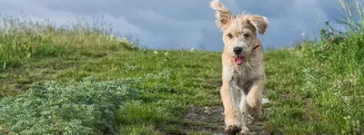 Бедлингтон-терьер собака: фото, характер, описание породы