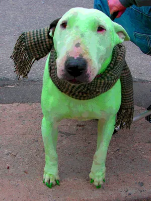 зелёная собака 😹 #зеленая #собака #попыта #забирака #любит #дольчемил... |  TikTok