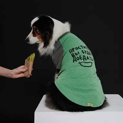 Детский рюкзак Journey 10711 зеленый собака купить по цене 1614 ₽ в  интернет-магазине Детский мир
