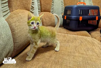 В Гродно нашли зеленого котенка. Хозяин уверяет, что это натуральный цвет  (ветеринары спорят)