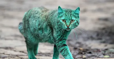 В Гродно живет зеленый котенок – хозяин уверяет, что цвет такой от природы  | tochka.by