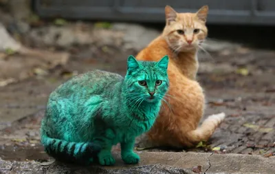 Зеленый кот?