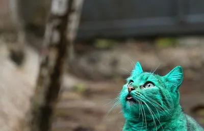 Коты зеленого цвета - картинки и фото koshka.top