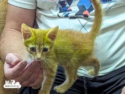 Зелёный кот из Болгарии. Почему зелёный? | Куськина мать и ее дети | Дзен