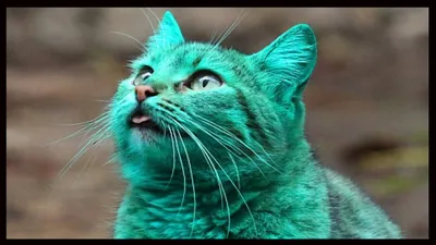В Белоруссии родился котенок с зеленым цветом шерсти