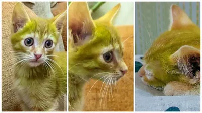 В Гродно нашли зеленого котенка. Хозяин уверяет, что это натуральный цвет  (ветеринары спорят)