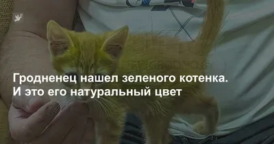 В Белоруссии нашли котенка с зеленым окрасом. 20 сентября 2023 г. Кубанские  новости