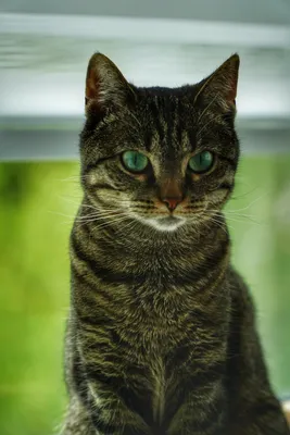 Зеленый окрас кошки - картинки и фото koshka.top