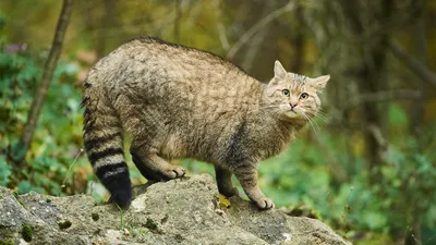 Экоплощадка «Зеленый кот», г. Зеленоградск