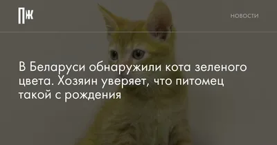 Умер кот Виктор, которого не пустили в самолет из-за лишнего веса -  Российская газета