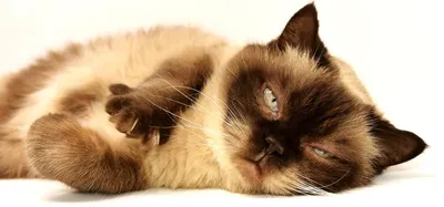 Зеленый кал у кошки при обычном стуле и поносе – причины и лечение