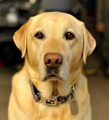 Желтая собака фотореализм» — создано в Шедевруме