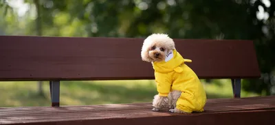 Желтая Земляная Собака :: Сергей Шаталов – Социальная сеть ФотоКто