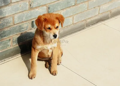 Животное млекопитающее желтая собака на тротуаре | Премиум Фото