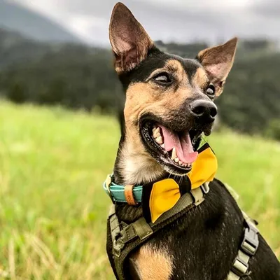 Собака щенок в очках портрет милый чихуахуа фон млекопитающее желтое  животное домашнее животное generative ai | Премиум Фото