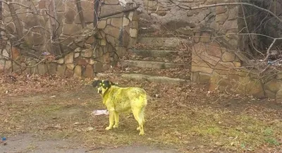 Желтая собака - символ 2018 года :: Дмитрий Солоненко – Социальная сеть  ФотоКто