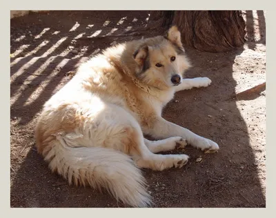 Желтая земляная собака и немножечко зимы: fotovivo — LiveJournal
