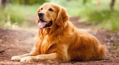 Photopodium.com - Вот ты какая, жёлтая земляная собака...