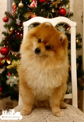 2018 год - год Желтой Земляной Собаки. Как сделать символ года своим лучшим  другом - Золотой Стандарт