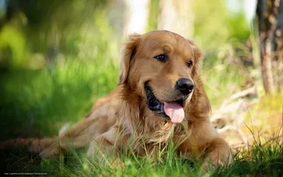 Что ждать от жёлтой земляной собаки в 2018 году | Пикабу
