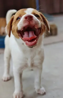Символы года: самые милые желтые собаки в мире | Шоу | OBOZ.UA