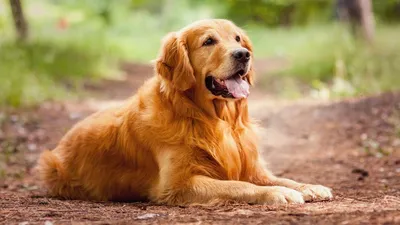 Жёлтая земляная собака, живой, …» — создано в Шедевруме