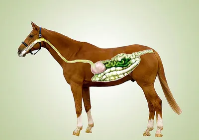 Анатомия лошади: желудок лошади