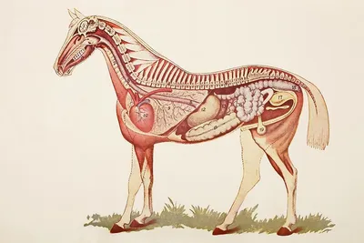 Пищеварительная система лошади