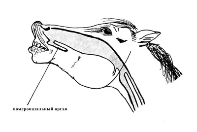 Анатомия лошади: желудок лошади