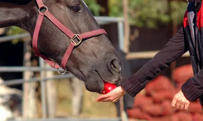 Статьи, Как понять, что у лошади язва желудка? | Prokoni.ru