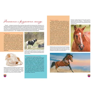 Особенности лошадей: пищеварительная система. | Коноблог: Алиса и Медея |  Дзен