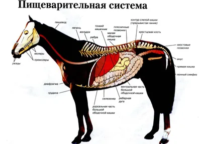Лошадь Желудоклошадь Equus Анатомия Изолированные На Белом — стоковые  фотографии и другие картинки Лошадь - iStock