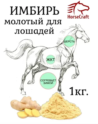 3 интересных факта про лошадей. | Невыносимые Знания | Дзен