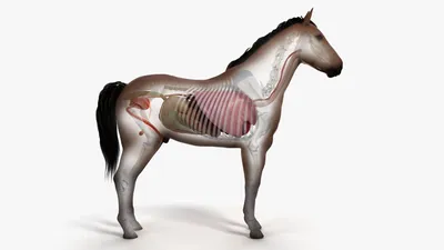 Здоровье лошади - инструкция по применению – Компания KORS