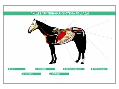 Анатомия лошади - внутренняя анатомия лошади Иллюстрация штока -  иллюстрации насчитывающей ангстрома, ноготь: 55577536