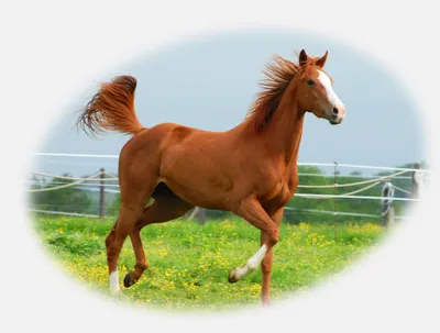 Be:Natu Fast mash безовсовая быстрая каша для лошадей, для ЖКТ, 20 кг  купить по цене 2 700 руб. | Планета животных