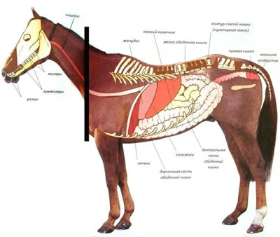 Пищеварительная система лошади - Fermer.org.ua